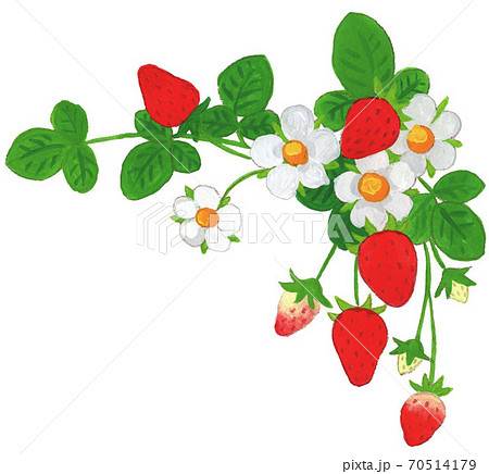 Spring strawberry and pink ribbon frame - Stock Illustration [73115072] -  PIXTA