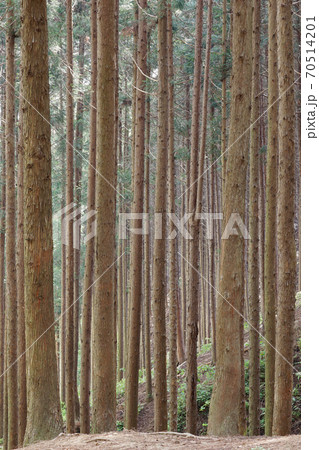 森 森林 樹林 70514201