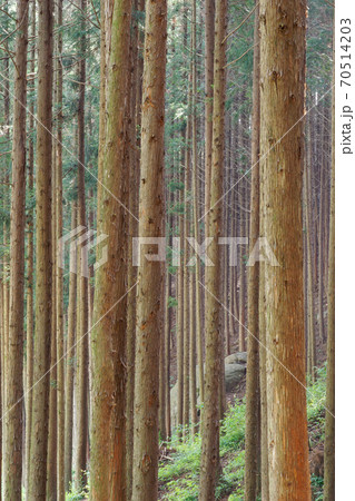 森 森林 樹林 70514203