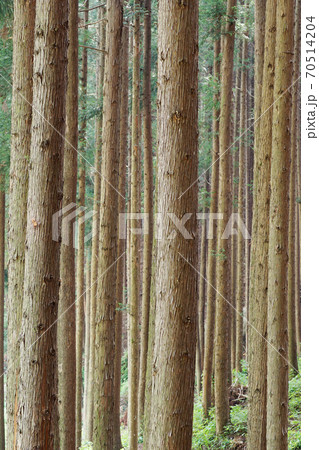森 森林 樹林 70514204