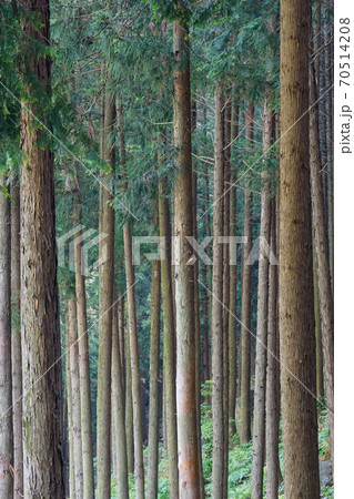 森 森林 樹林 70514208
