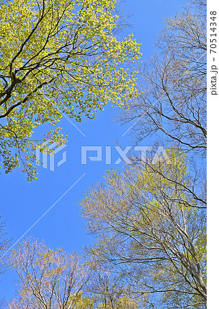 ≪春 青空と新緑の頃≫ 春イメージ ≪春 青空と新緑の頃≫ 春イメージ 70514348