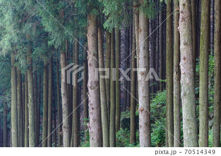 森 森林 樹林 70514349