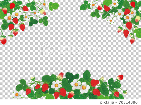 草莓圖框架設置線白色背景 草莓圖框架設置線白色背景 70514396