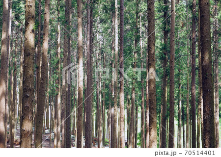 森林 森 樹林 70514401