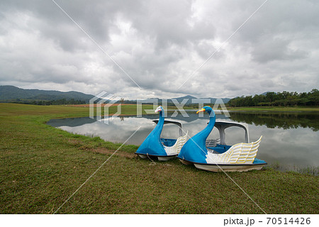 The scenery of the two swan pedal boats parking on the lake on a cloudy day in Chiang Rai, Thailand. The scenery of the two swan pedal boats parking on the lake on a cloudy day in Chiang Rai, Thailand. 70514426