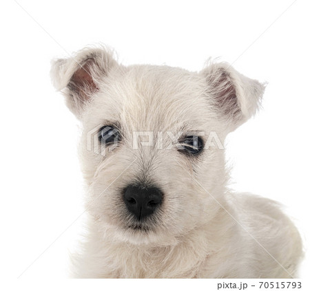 puppy West Highland White Terrier 70515793