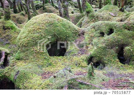 白駒の池　苔の森 70515877