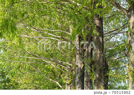 メタセコイア　ヒノキ科メタセコイア属 70515902