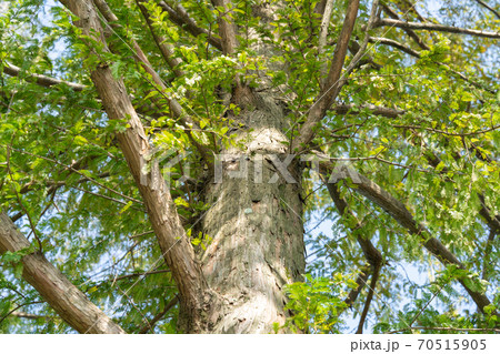 メタセコイア　ヒノキ科メタセコイア属 70515905