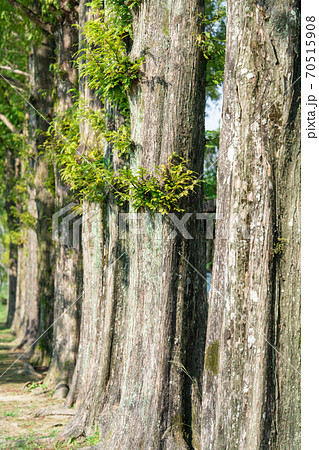 メタセコイア　ヒノキ科メタセコイア属 70515908