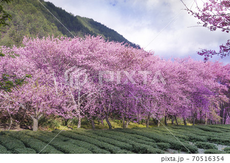 台湾 桜 さくら 70516354