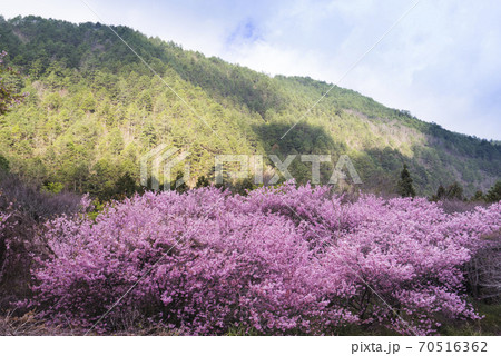 台湾 桜 さくら 70516362