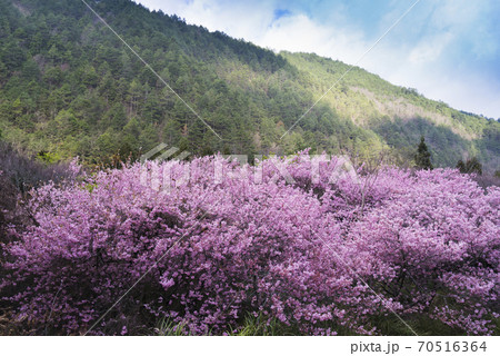 台湾 桜 さくら 70516364