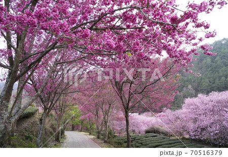 台湾 桜 さくら 70516379