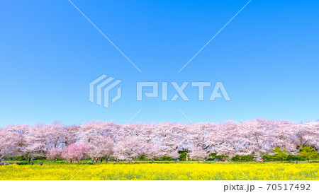 権現堂桜堤 70517492