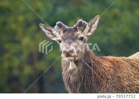 Red deer stag with new antlers growing in forest in springtime nature Red deer stag with new antlers growing in forest in springtime nature 70517712