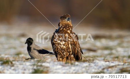 White-tailed eagle sitting on meadow in winter nature 70517713