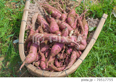 さつま芋の収穫 70517755