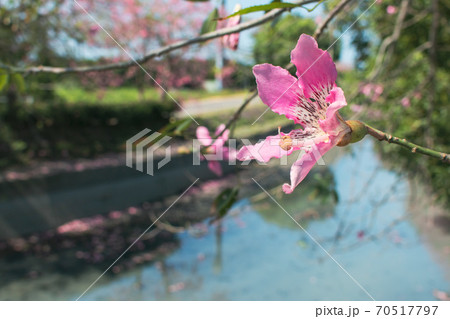 台湾 田畑 フィールド 70517797