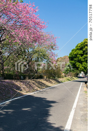 台湾 田畑 フィールド 70517798
