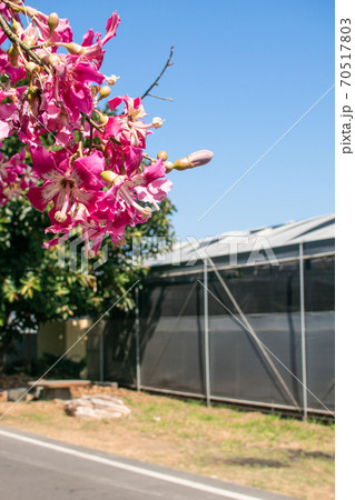 台湾 田畑 フィールド 70517803