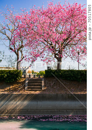 台湾 田畑 フィールド 70517805