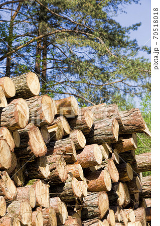pine and other hard wood 70518018