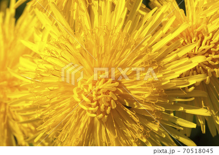 fresh yellow dandelions fresh yellow dandelions 70518045