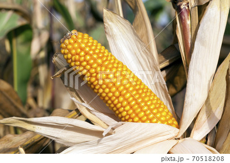 agricultural field where corn 70518208