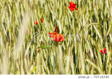 red poppies on agricultural land red poppies on agricultural land 70518280