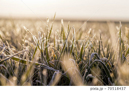 winter weather in an agricultural field winter weather in an agricultural field 70518437