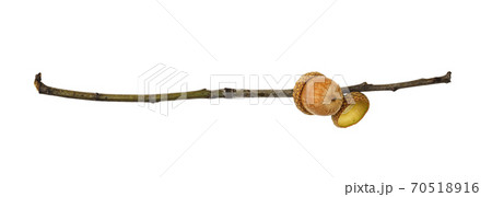 Twig with oak acorn (Quercus rubra) Twig with oak acorn (Quercus rubra) 70518916