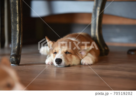 室内で過ごすコーギーの赤ちゃんの写真素材