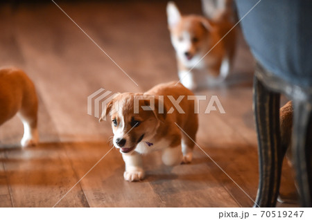 室内で過ごすコーギーの赤ちゃん 室内で過ごすコーギーの赤ちゃん 70519247