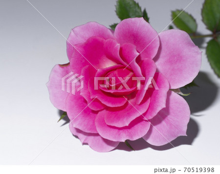 Close up Pink Rose flower. Close up Pink Rose flower. 70519398