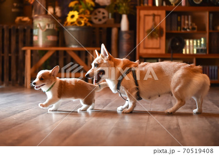 室内で過ごすコーギーの赤ちゃん 70519408