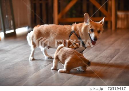 室内で過ごすコーギーの赤ちゃん 70519417