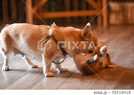 室内で過ごすコーギーの赤ちゃん 70519418