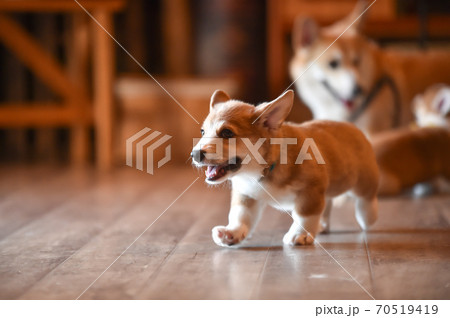 室内で過ごすコーギーの赤ちゃん 70519419