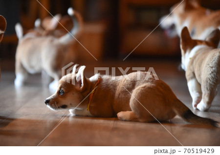 室内で過ごすコーギーの赤ちゃん 70519429