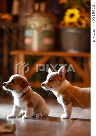 室内で過ごすコーギーの赤ちゃん 70519452