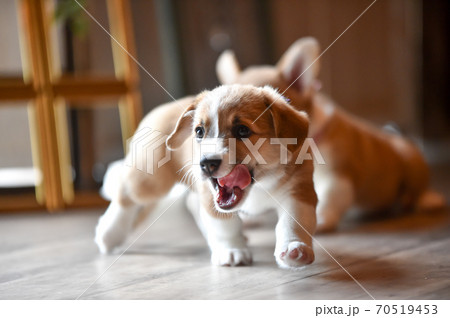 室内で過ごすコーギーの赤ちゃん 70519453