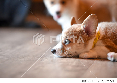 室内で過ごすコーギーの赤ちゃん 70519454