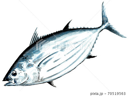 カツオ_手描き（大） 70519563