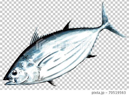 Katsuo_手繪(大) Katsuo_手繪(大) 70519563