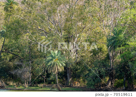 Habitat image of Wild female tiger on a territory marking near naturally scenic lake area at ranthambore national park or tiger reserve sawai madhopur rajasthan india - panthera tigris Habitat image of Wild female tiger on a territory marking near naturally scenic lake area at ranthambore national park or tiger reserve sawai madhopur rajasthan india - panthera tigris 70519611