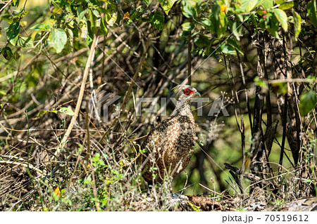 female Kalij pheasant or Lophura leucomelanos at dhikala zone of jim corbett national park or tiger reserve uttarakhand india female Kalij pheasant or Lophura leucomelanos at dhikala zone of jim corbett national park or tiger reserve uttarakhand india 70519612
