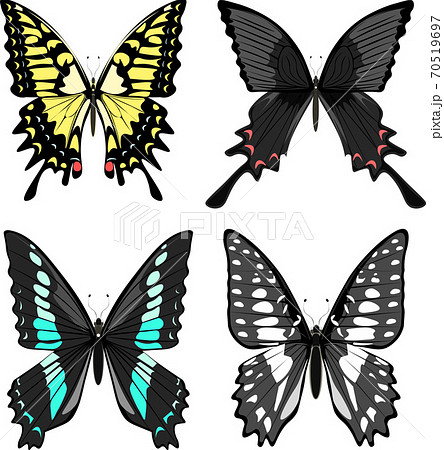 アゲハチョウ科 日本国内 蝶4種類 イラストのイラスト素材