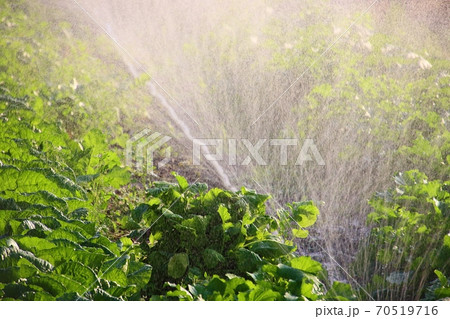 野菜 畑 栽培 70519716